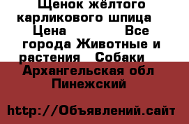 Щенок жёлтого карликового шпица  › Цена ­ 50 000 - Все города Животные и растения » Собаки   . Архангельская обл.,Пинежский 